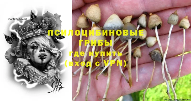 omg ССЫЛКА  Ливны  Псилоцибиновые грибы Cubensis  купить наркотики сайты 